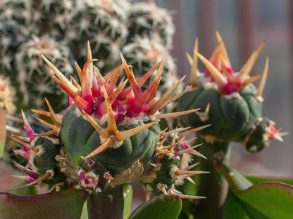 Echinocactus horizonthalonius cv. SHIROTOGE SUIHEIMARU - grafted