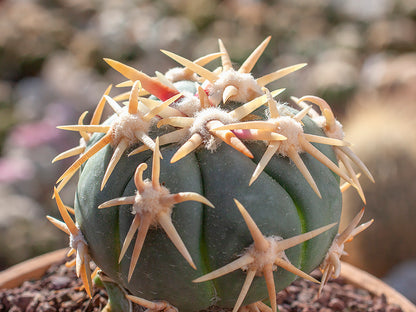 Echinocactus horizonthalonius cv. SHIROTOGE SUIHEIMARU - grafted