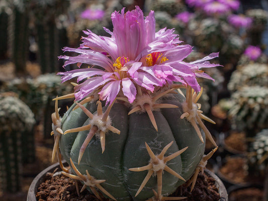 Echinocactus horizonthalonius cv. SHIROTOGE SUIHEIMARU - grafted