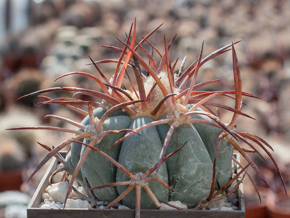 Echinocactus horizonthalonius v. nicholii LM 849 Waterman Mts, Az - 10 seeds