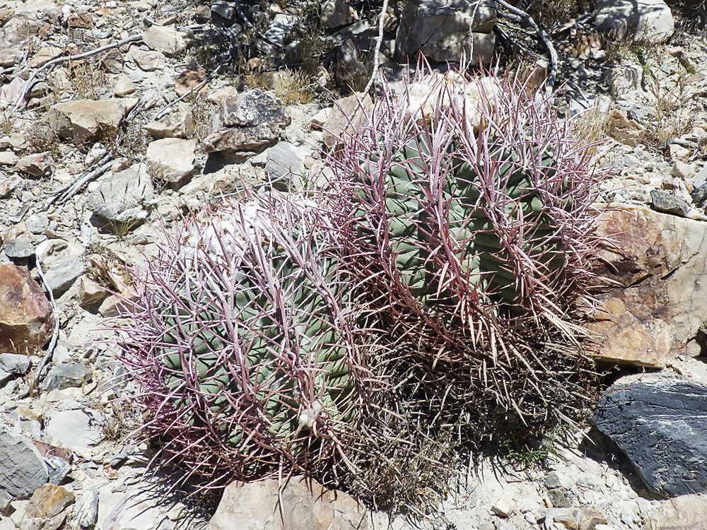 Echinocactus polycephalus Shoshone, Cal - 10 seeds