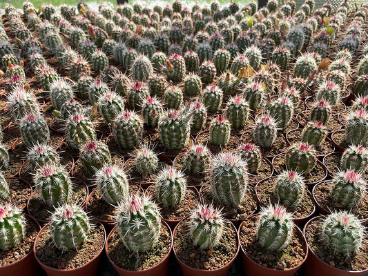 Echinocereus chloranthus