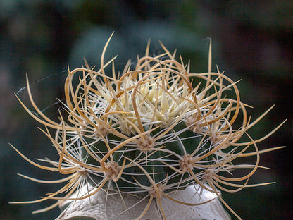 Echinocereus ferreirianus spp. lindsayi f. gold spines - grafted