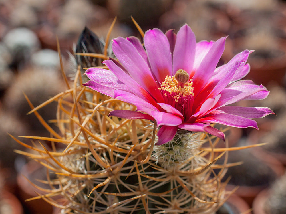 Echinocereus ferreirianus spp. lindsayi f. gold spines - grafted