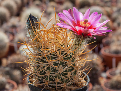 Echinocereus ferreirianus spp. lindsayi f. gold spines - 10 seeds