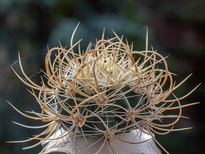 Echinocereus ferreirianus spp. lindsayi f. gold spines - seedlings