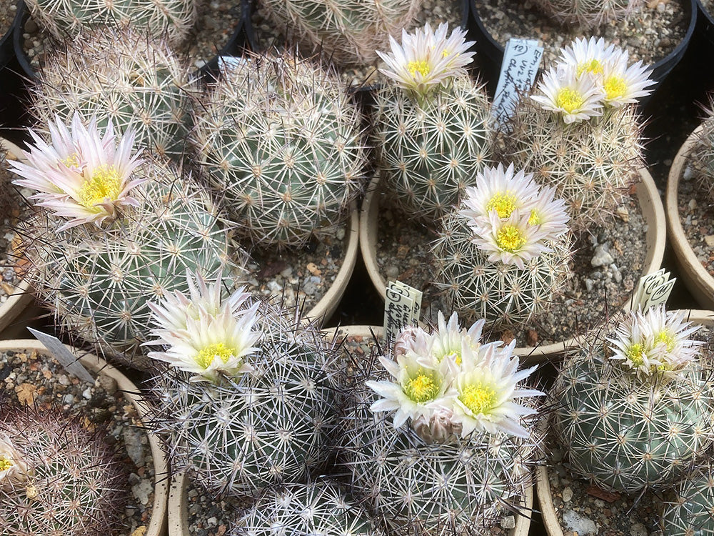 Echinomastus warnockii VZD 335 Chaffin Place, Hudspeth Co, Tx - 10 seeds