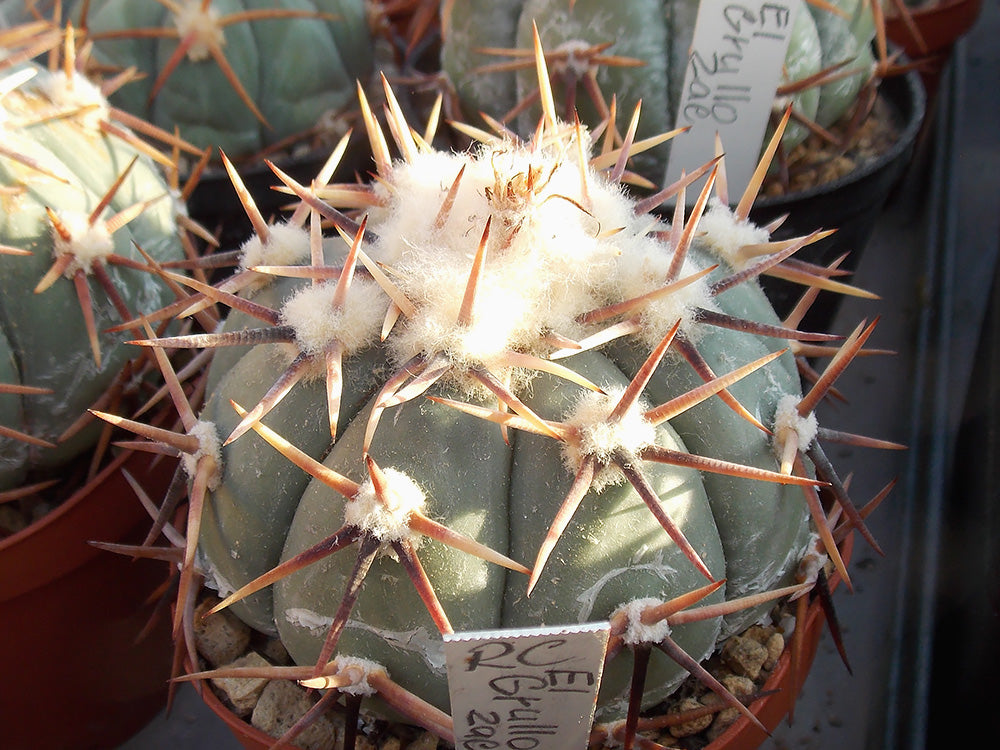 Echinocactus horizonthalonius RC El Grullo, Zac - 10 seeds