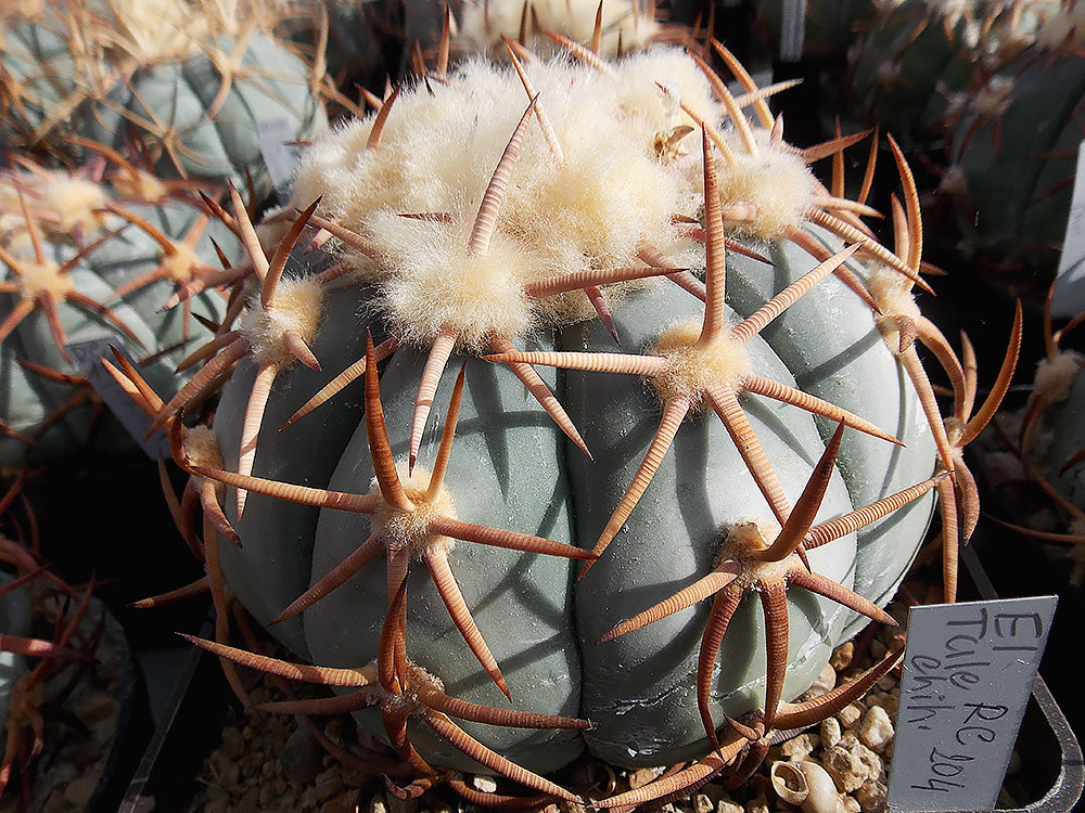 Echinocactus horizonthalonius RC 204 El Tule, Chih - 10 seeds