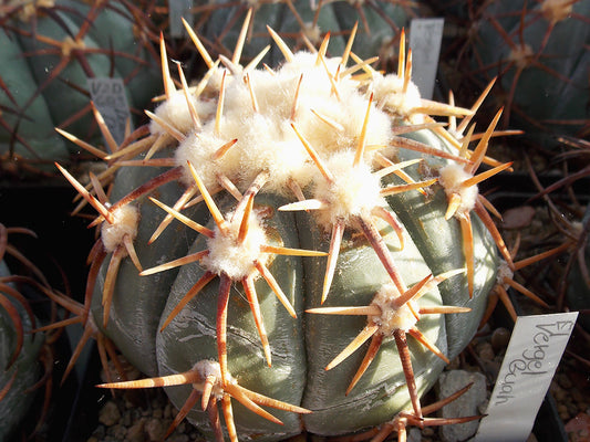 Echinocactus horizonthalonius RC 174 El Vergel, Gto - 10 seeds
