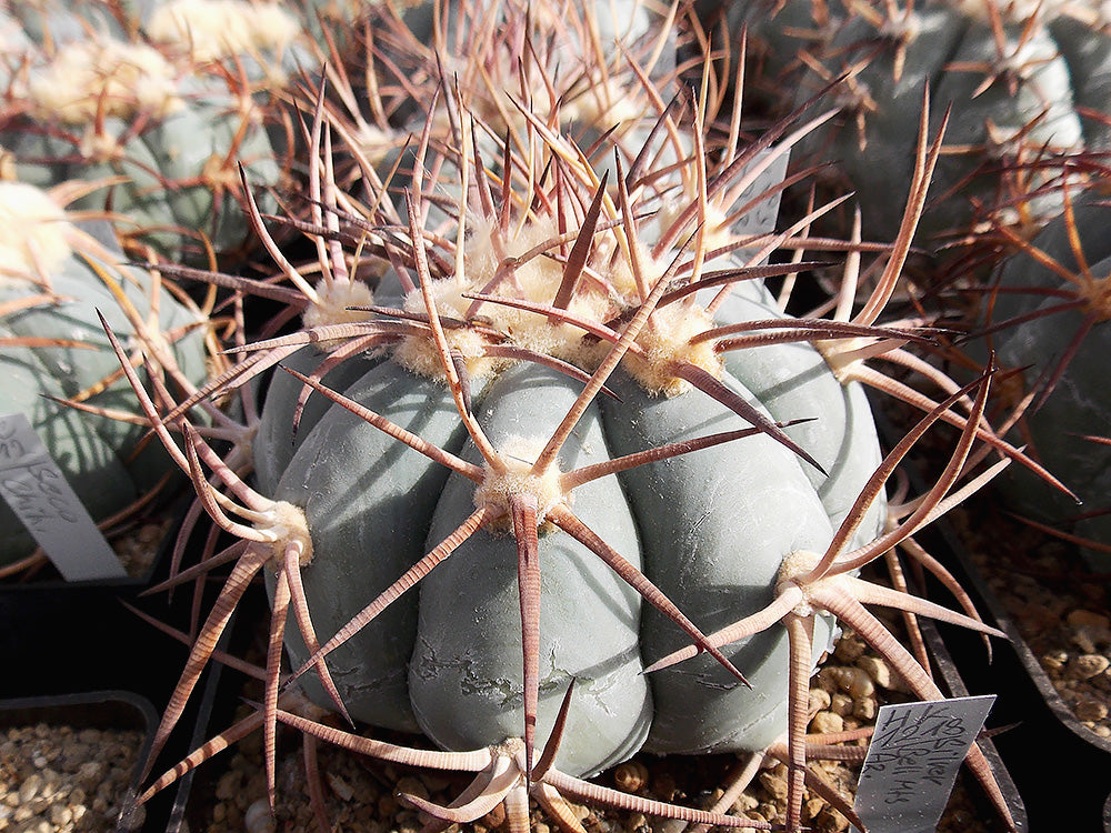 Echinocactus horizonthalonius v. nicholii HK 1218 Silver Bell Mts, Az - 10 seeds