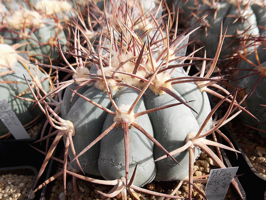 Echinocactus horizonthalonius v. nicholii HK 1218 Silver Bell Mts, Az - 10 seeds