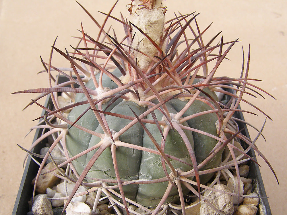 Echinocactus horizonthalonius JaBo 28 Boquilla del Carmen, Coah – 10 seeds