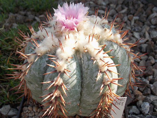 Echinocactus horizonthalonius KMR 189 La Cardona, SLP