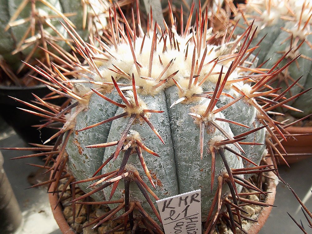 Echinocactus horizonthalonius KMR 21 Huizache, SLP