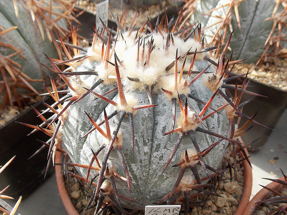 Echinocactus horizonthalonius KMR 228 Ejido Notillas, Coah - 10 seeds