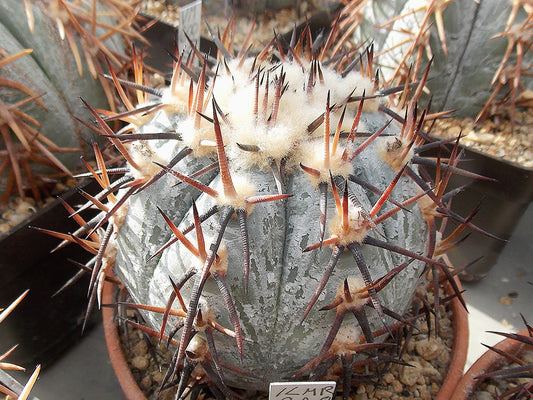 Echinocactus horizonthalonius KMR 228 Ejido Notillas, Coah - 10 seeds