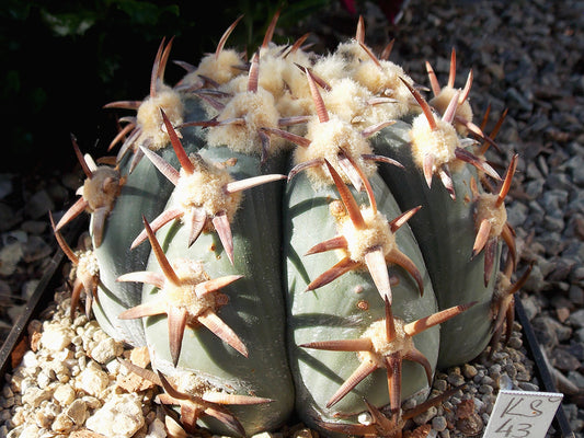 Echinocactus horizonthalonius KŠ 43 Valle del Rosario, Chih - 10 seeds