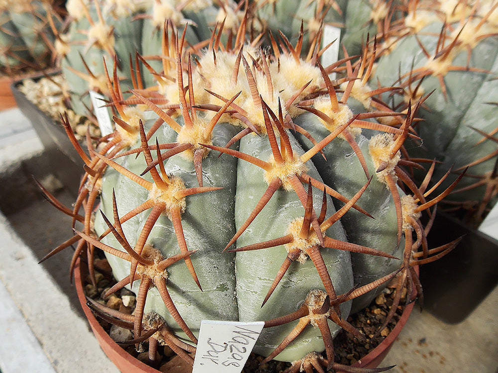 Echinocactus horizonthalonius Nazas, Dur - 10 seeds