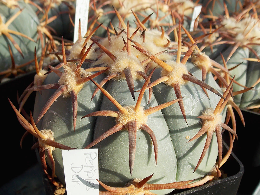 Echinocactus horizonthalonius RC 189 Peňoles, Dur - 10 seeds