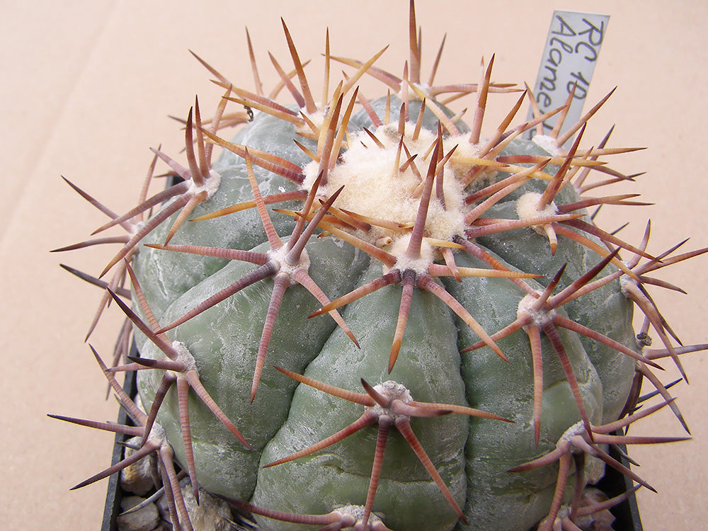 Echinocactus horizonthalonius RC 10 Alameda, Zac – 10 seeds