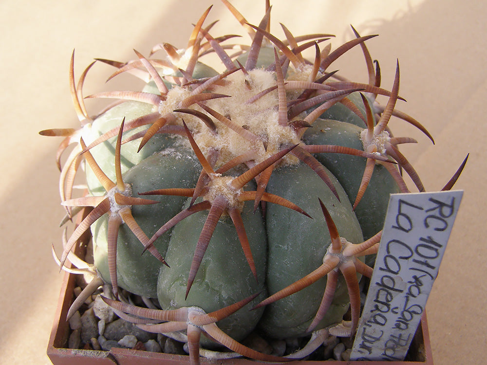 Echinocactus horizonthalonius RC 101 La Cadeňa, Dur – 10 seeds