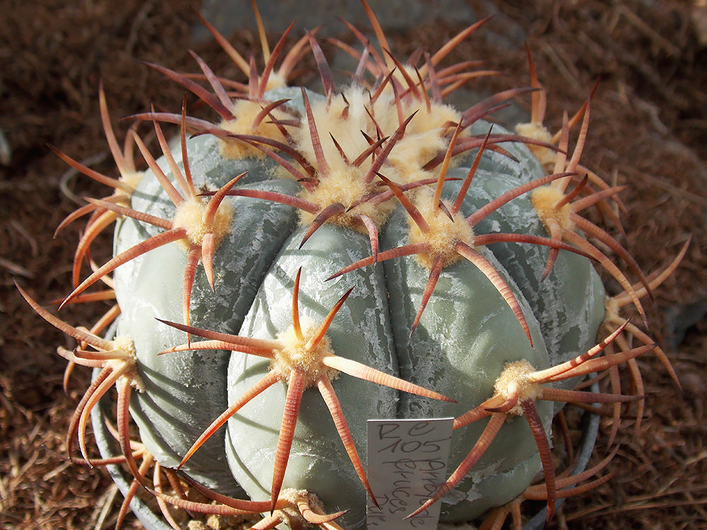 Echinocactus horizonthalonius RC 105 Arroyo de Cruces, Dur - 10 seeds