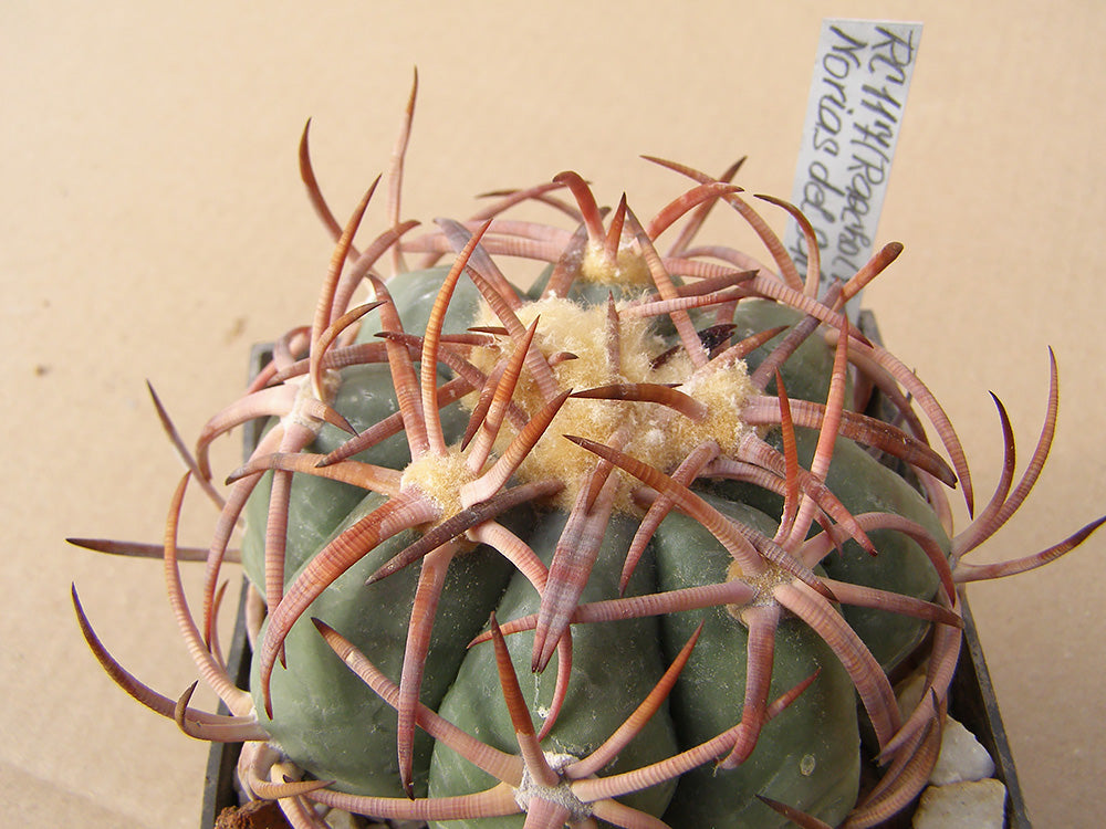 Echinocactus horizonthalonius RC 117 Norias del Salvador, Chih – 10 seeds