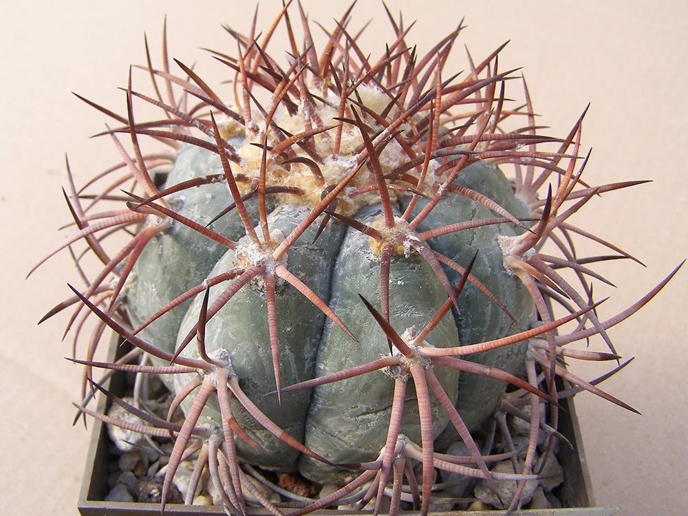 Echinocactus horizonthalonius RC 127 Cenzontle, Coah – 10 seeds