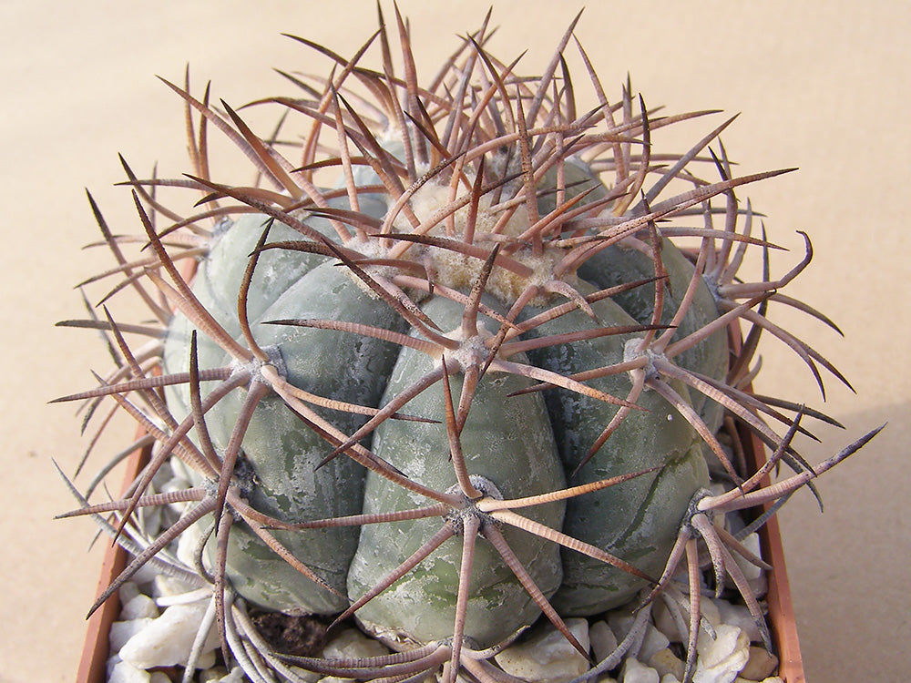 Echinocactus horizonthalonius RC 133 Las Monjas, Chih – Coah – 10 seeds