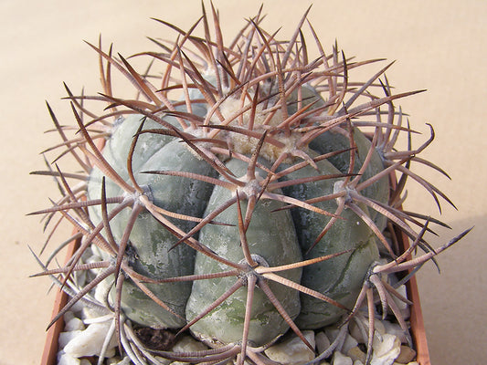 Echinocactus horizonthalonius RC 133 Las Monjas, Chih – Coah – 10 seeds