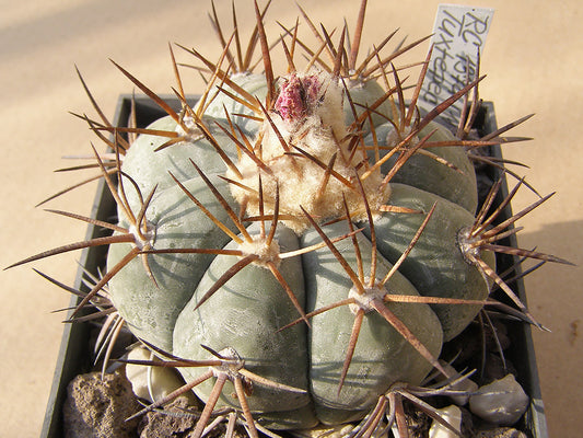 Echinocactus horizonthalonius RC 137 Tuxtepec, Coah (11 ribbs) - 10 seeds