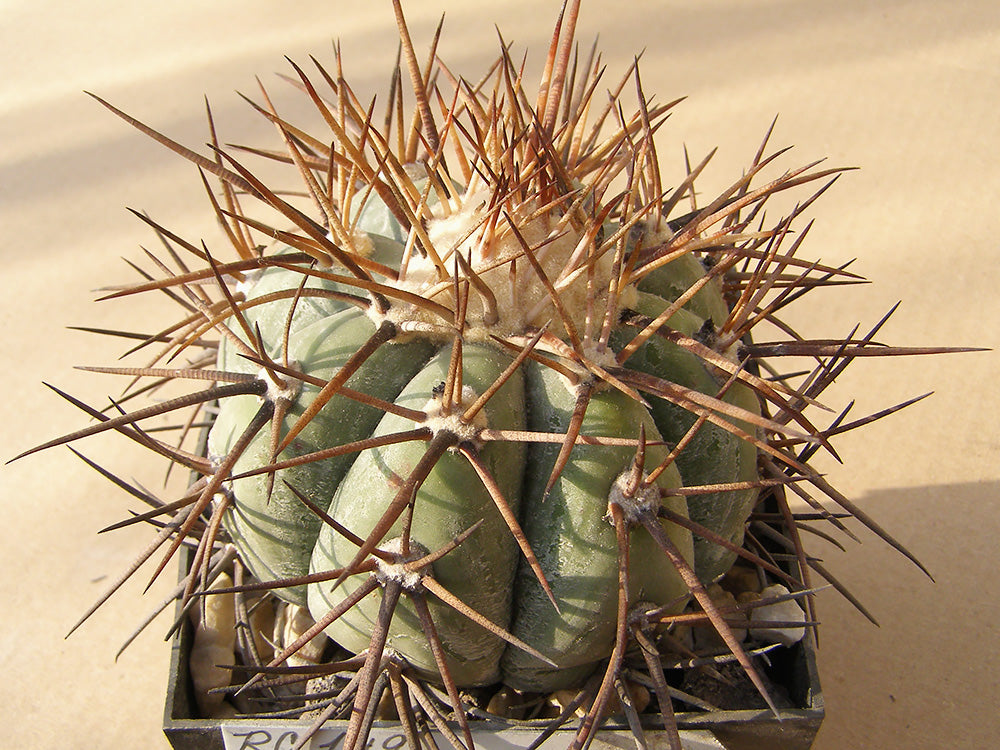 Echinocactus horizonthalonius RC 149 Plan de Ayala, Coah - 10 seeds