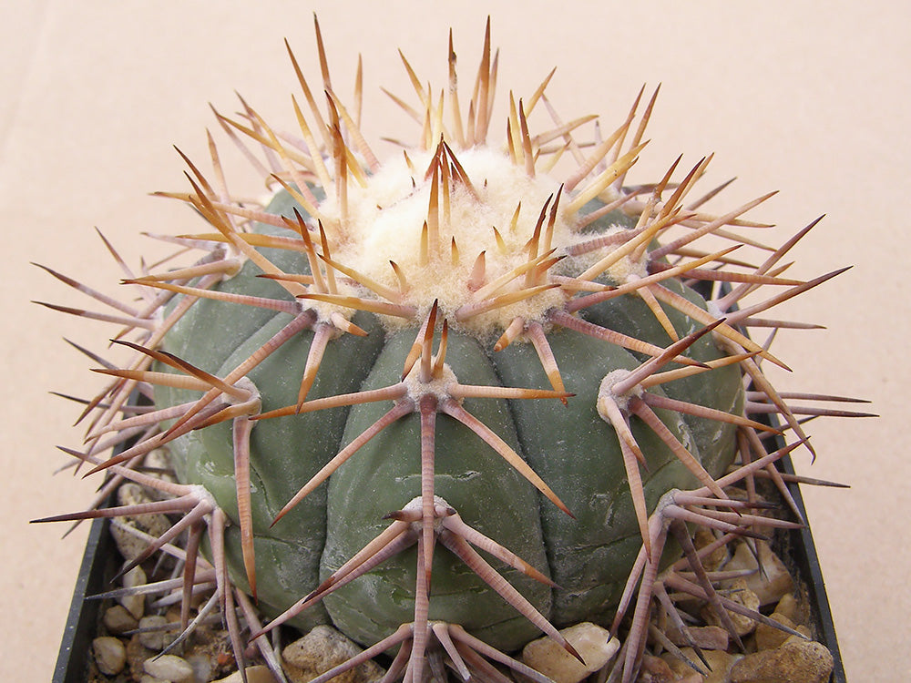 Echinocactus horizonthalonius RC 15 Las Cruces - El Rosario, SLP - 10 seeds