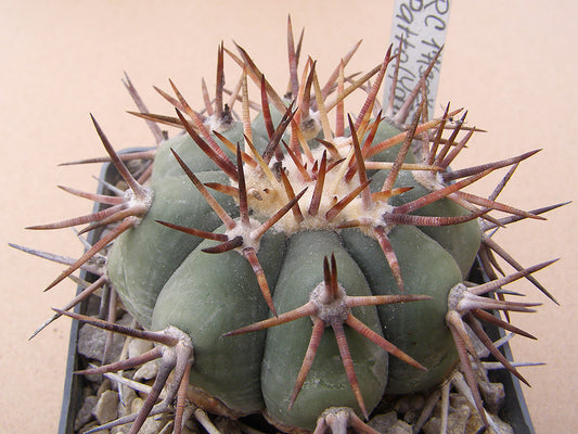 Echinocactus horizonthalonius RC 17 Pato, SLP - 10 seeds