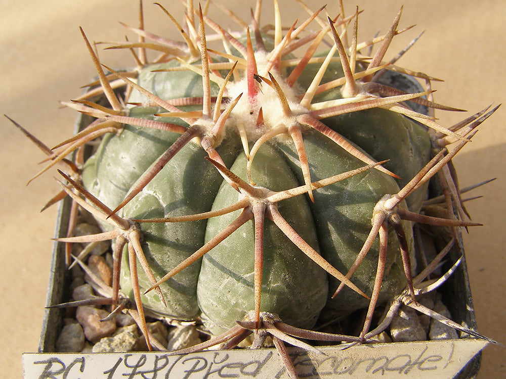 Echinocactus horizonthalonius RC 178 Victoria, SLP – 10 seeds