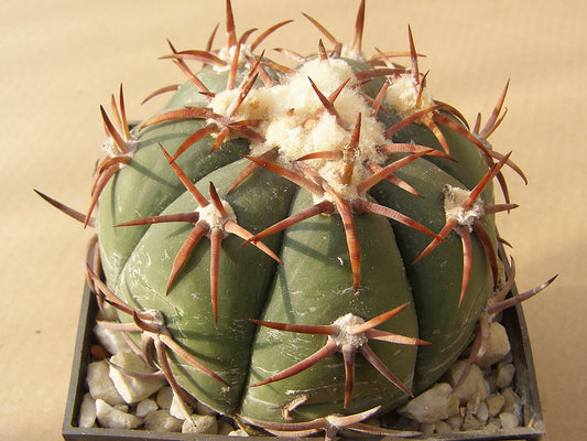 Echinocactus horizonthalonius RC 182 Sombrerete, Zac – 10 seeds