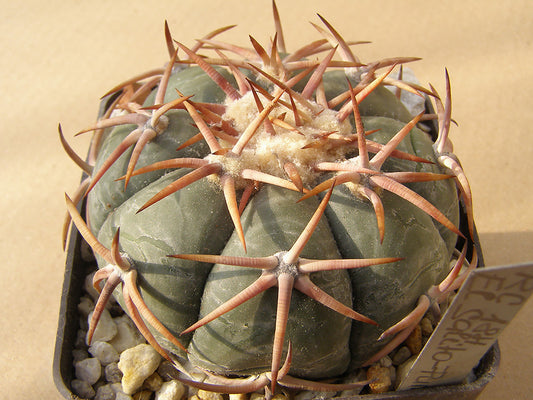 Echinocactus horizonthalonius RC 184 El Salito - Punta la Punta, Dur – 10 seeds