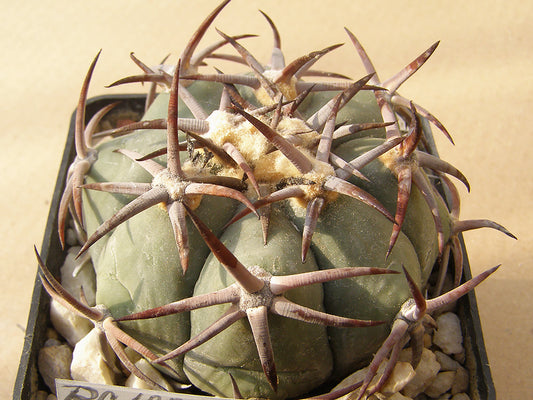 Echinocactus horizonthalonius RC 188 El Casco –> Peňoles, Dur - 10 seeds