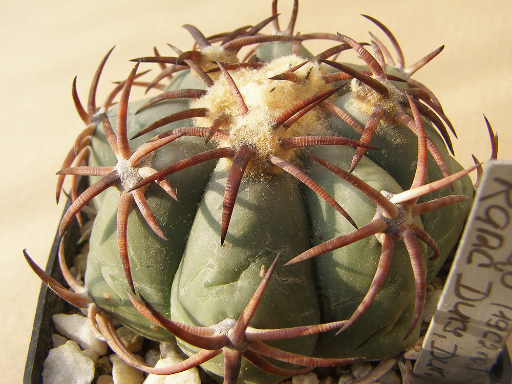 Echinocactus horizonthalonius RC 190 Rancho Dury, Dur – 10 seeds