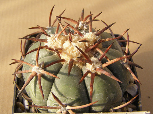 Echinocactus horizonthalonius RC 196 Puente la Osa, Dur– 10 seeds