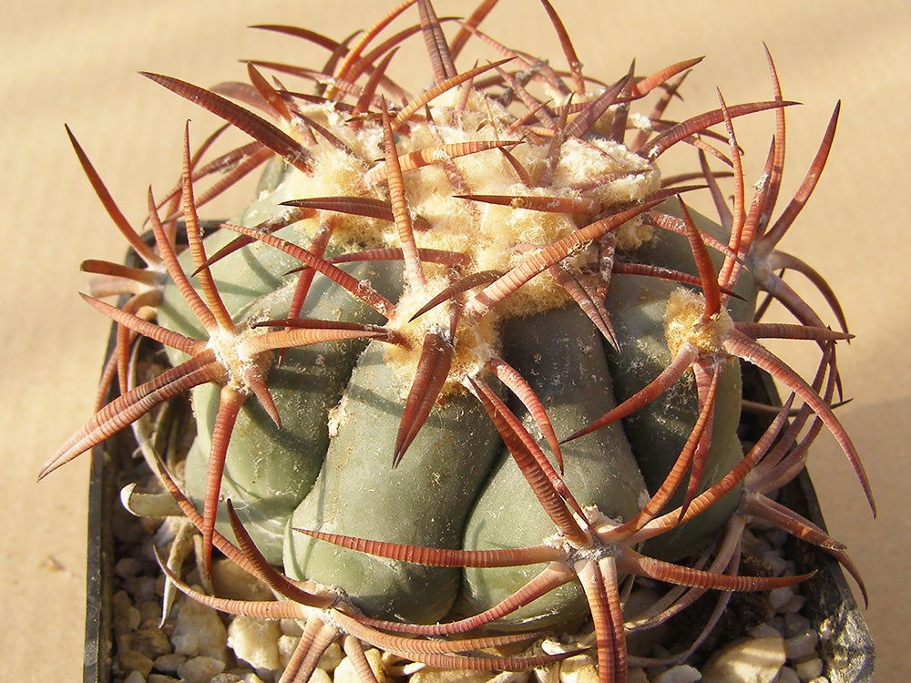 Echinocactus horizonthalonius RC 200 Los Parientes, Chih – 10 seeds