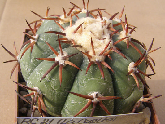 Echinocactus horizonthalonius RC 21 El Aguila, Zac – 10 seeds