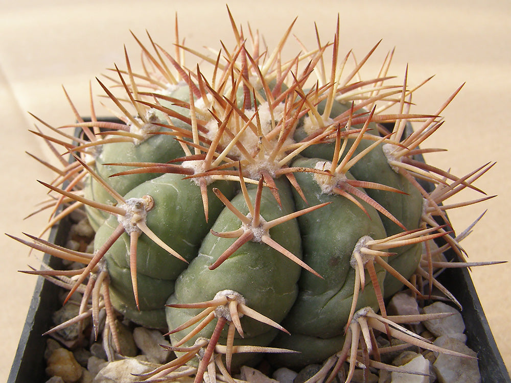 Echinocactus horizonthalonius RC 238 Cedros, Zac  – 10 seeds