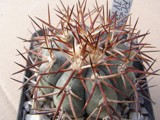 Echinocactus horizonthalonius RC 239 SE Matamoros, Zac - 10 seeds