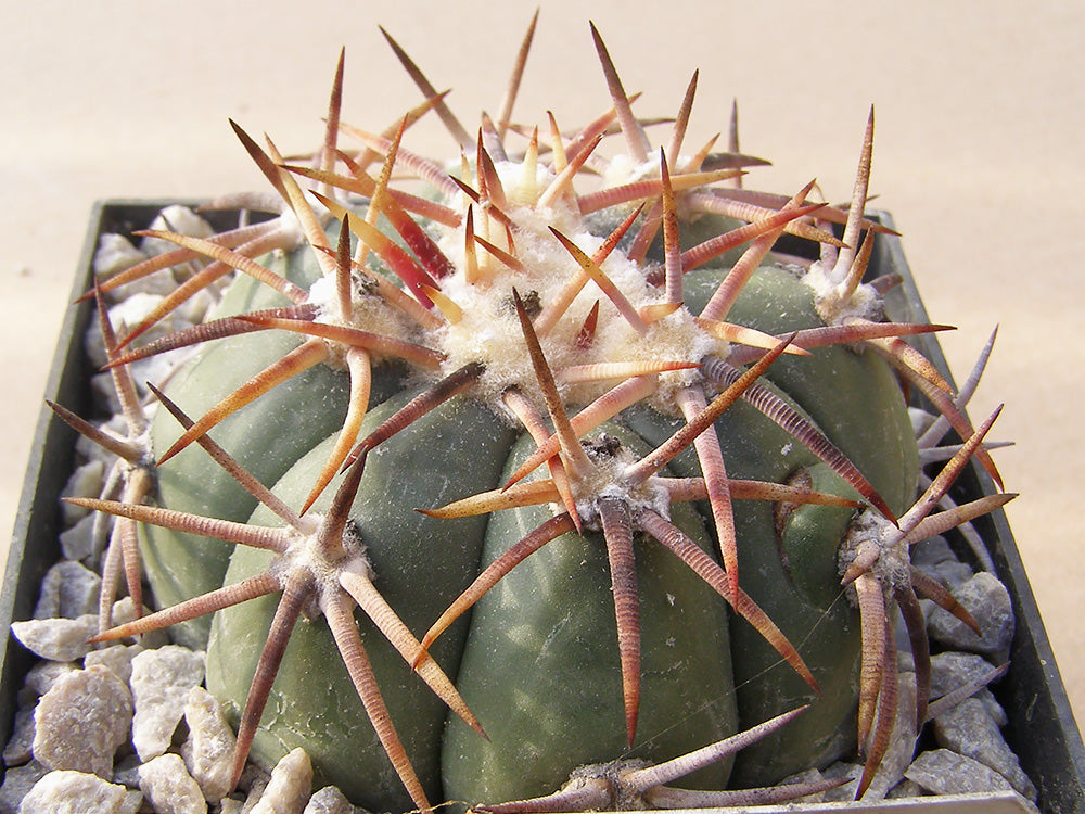 Echinocactus horizonthalonius RC 264 Las Margaritas, Coah - 10 seeds