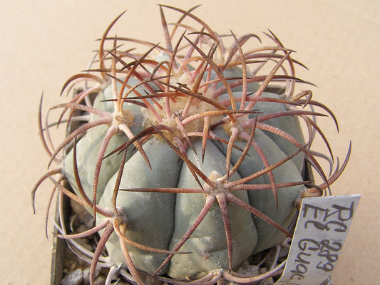 Echinocactus horizonthalonius RC 289 EL Guaje, Coah – 10 seeds