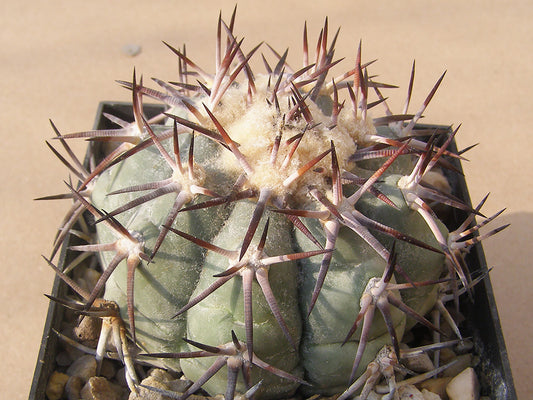 Echinocactus horizonthalonius RC 32 San Felipe, Zac – 10 seeds