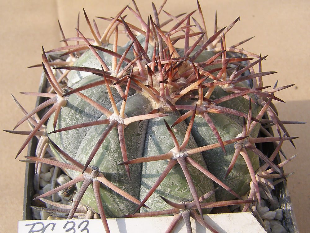 Echinocactus horizonthalonius RC 33 San Antonio Portezuela, Zac – 10 seeds