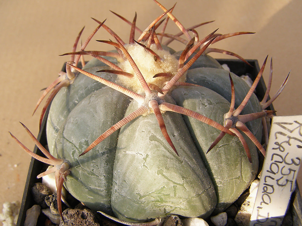 Echinocactus horizonthalonius RC 355 Vizcaina, Dur  – 10 seeds